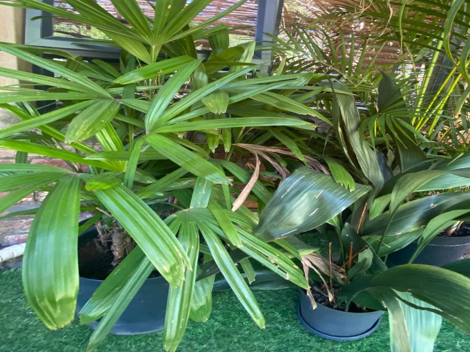 Aloe Guesthouse Klerksdorp Chambre photo